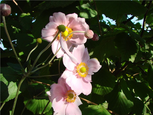 japanska anemona